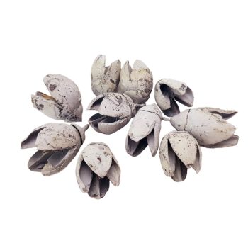 Bakuli fehérített termés