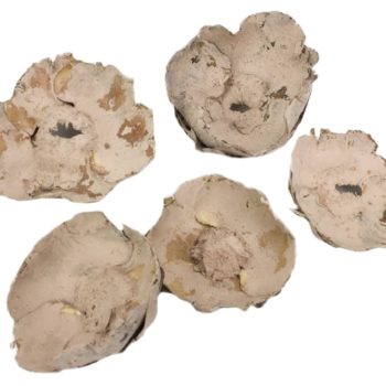 Púder pipacs termés