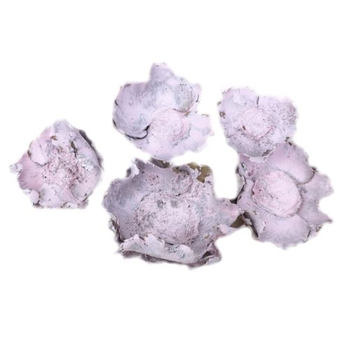 Rózsaszín pipacs termés