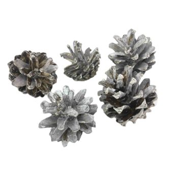 Szürke havas toboz nagy