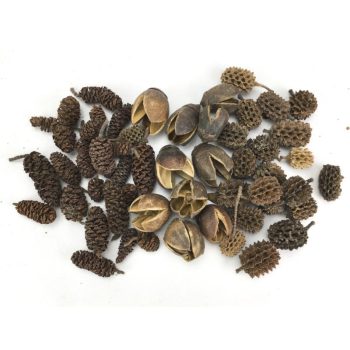 Terméscsomag Forest