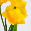 Nárcisz 3 fejes sárga