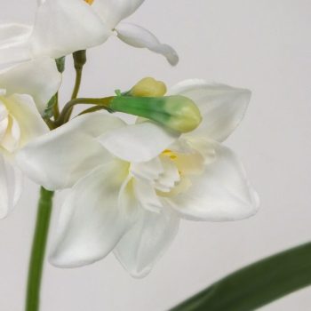 Nárcisz szálas 3 fejes fehér