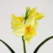 Nárcisz szálas 3 fejes krémsárga