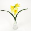 Nárcisz szálas 3 fejes krémsárga