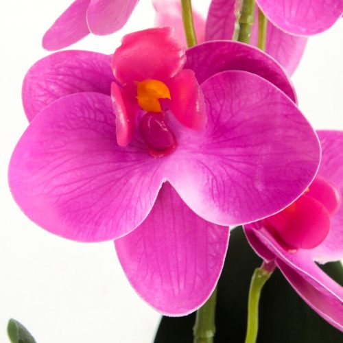 Orchidea levéllel, gyökérrel ciklámen