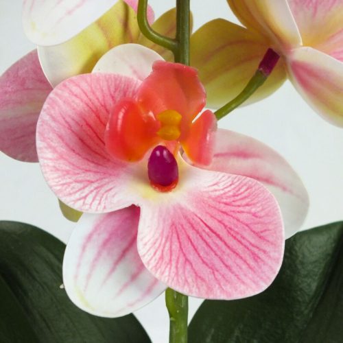 Orchidea levéllel, gyökérrel rózsaszín fehér
