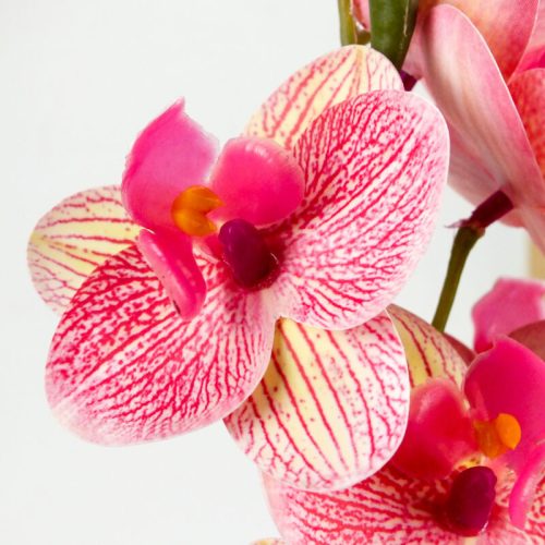 Orchidea levéllel, gyökérrel rózsaszín sárga