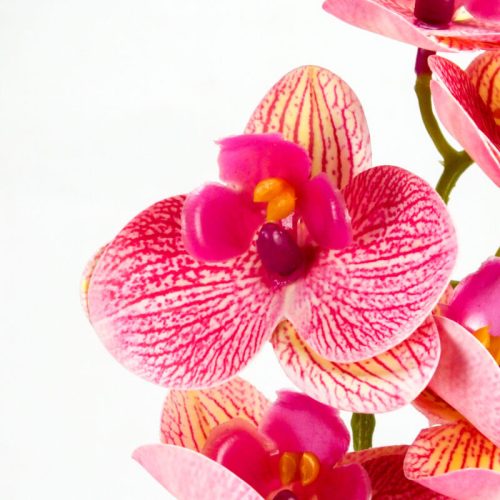 Orchidea két ágú több színben