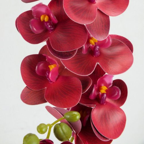 Orchidea két ágú bordó