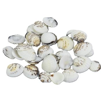 Cirmos fehér kagyló