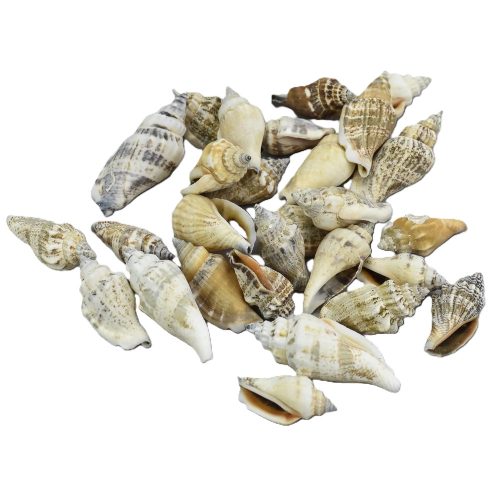 Vegyes csigák 4-6cm 10dkg/csomag