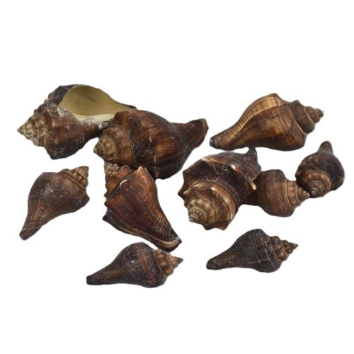 Barna csiga 4,5 - 7 cm