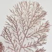 Csillámos thuja ág rózsaarany 40cm x 15cm