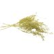 Asparagus csillámos arany  4db/csomag