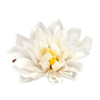 Kerti dália fej fehér 7-8cm