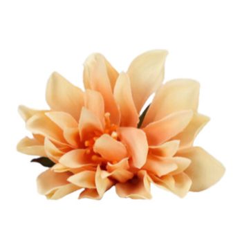 Kerti dália fej púder 7-8cm