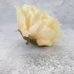 Bazsarózsa fej púder 12cm