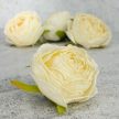 Rózsa fej 5,5cm - krém