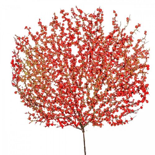 Glitteres bogyós legyező M48cm 12db/#