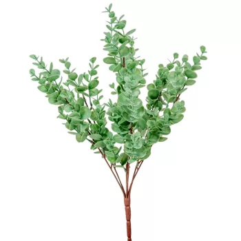 Eukaliptusz bokor 7 ágú 43cm