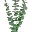 Eukaliptusz ág M75cm 50db/#