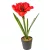 Amarilis cserepes M37cm 24db/#