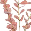 Eukaliptusz púder 82cm