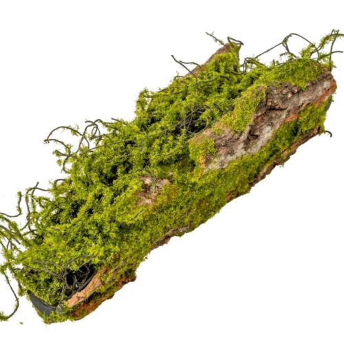 Fa kéreg mohával 29cm