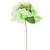 Hortenzia pick fehér 28cm