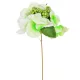 Hortenzia pick fehér 28cm