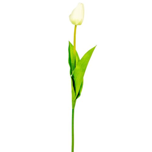 Tulipán szálas M54cm 48db/#