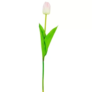 Tulipán szálas fehér halványrózsaszín 54cm