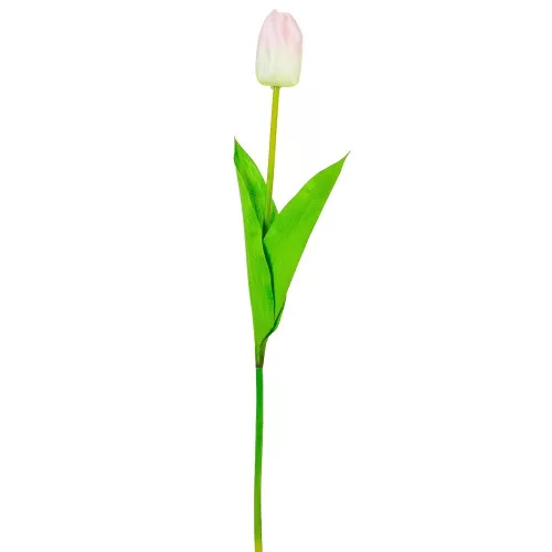 Tulipán szálas fehér halványrózsaszín 54cm