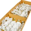 Orchidea szálas gumi fehér M100cm 24db/#
