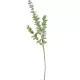 Eukaliptusz ág M95cm 40db/#
