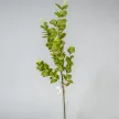 Eukaliptusz ág M95cm 40db/#