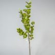 Eukaliptusz ág M95cm 40db/#