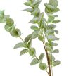 Eukaliptusz ág M95cm 40db/#