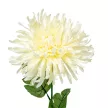 Krizantém szálas krém M70cm 48db/#