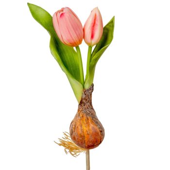 Hagymás tulipán gumi 2v. rózsaszín M24cm 24db/#