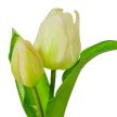 Hagymás tulipán gumi 2 virággaé krém 25cm