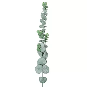 Eukaliptusz ág M68cm 36db/#