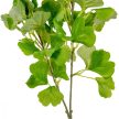 Ginko biloba ág M62cm 72db/#