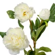 Peonia ág 3v. krém M75cm 24db/#