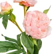 Peonia ág 3v. pink M75cm 24db/#