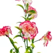 Szegfű ág 5v. mix M57cm 48db/#