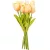 Tulipán köteg gumi 10szál M33cm 12db/#