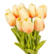 Tulipán köteg gumi 10szál M33cm 12db/#