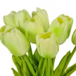 Tulipán köteg gumi 10szál M33cm 12db/#